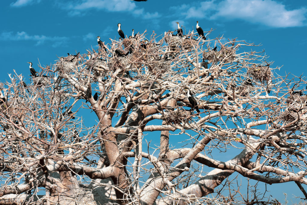 visitilotsarpan-baobab_tree_phaeton_birds_ile_de_la_madeleine_visit_senegal
