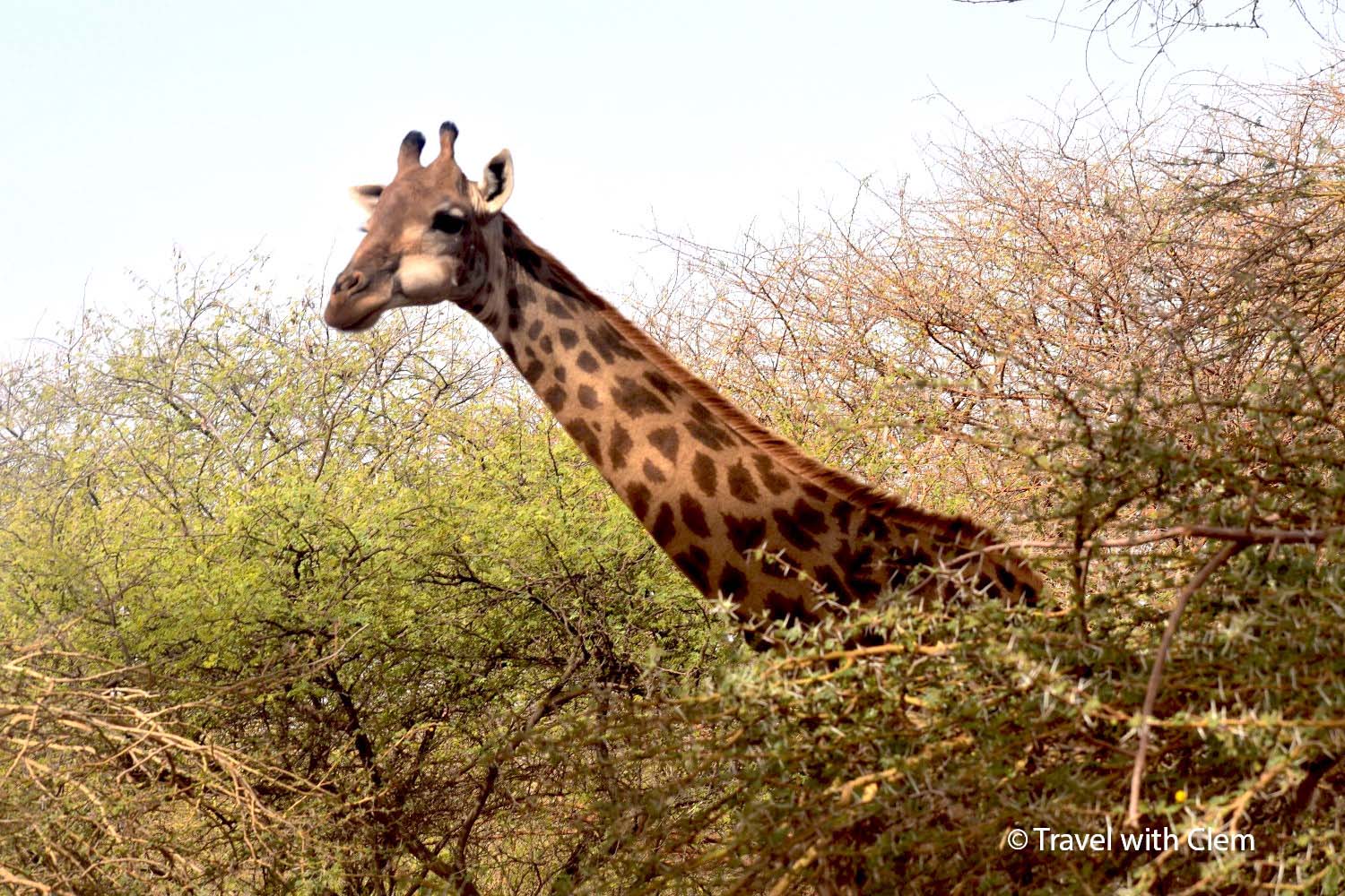 Bandia Reserve in Senegal: An African Safari