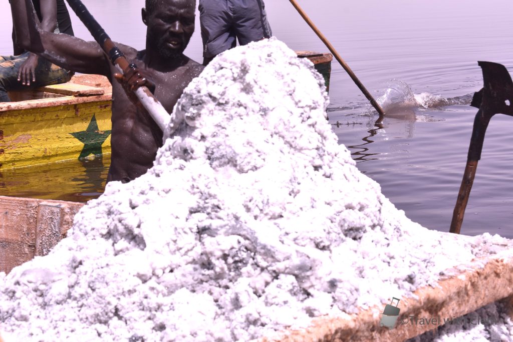 A session of salt harvesting when visiting the Lac Rose in Senegal