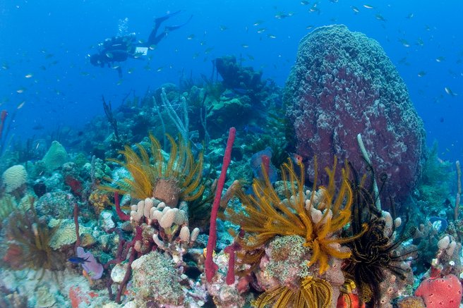 Undrwater coral reefs in beautiful Caribbean sea, Champagne beach Dominica