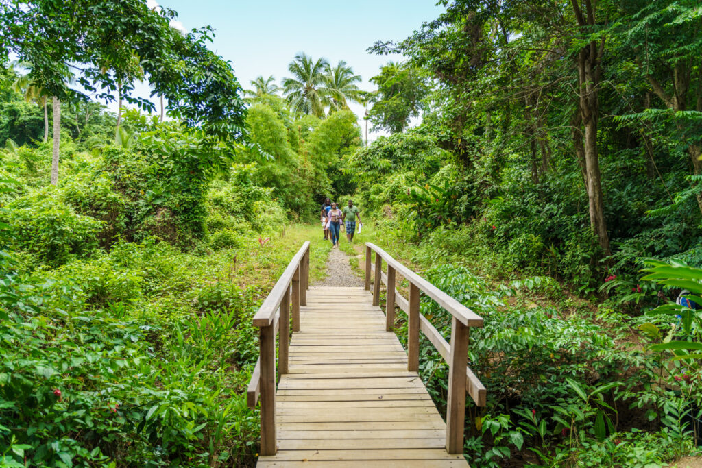 sustainable tourism experience - walking the trail to indian river in Dominica