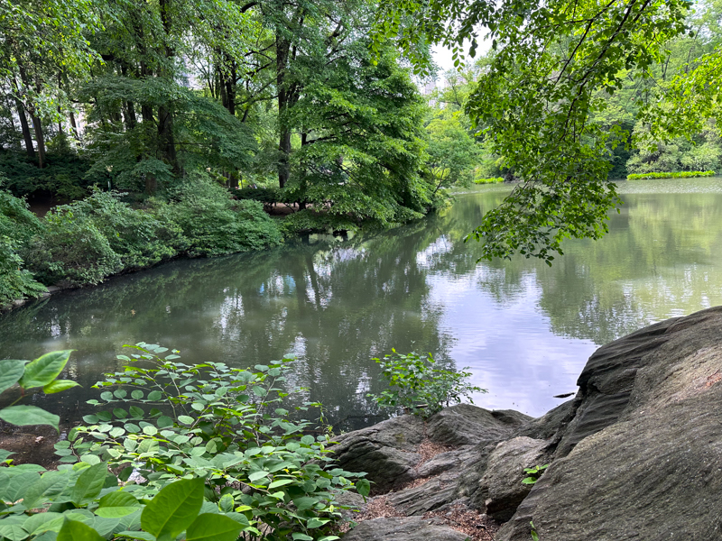 Views of the lush green of Central Park in New York City during the summer, posing in front of a water pond.