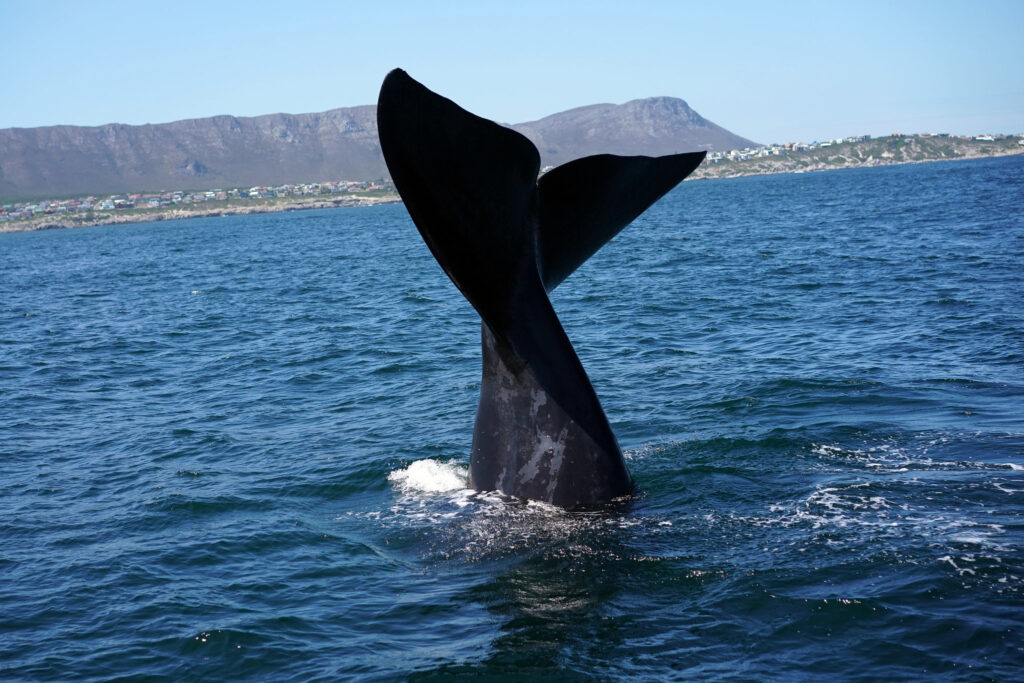 Whale watching in South Africa - a view of the tail of a whale from the water