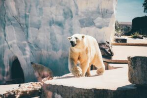 Christmas Bucket List Ideas in Canada - a view of a white polar bear