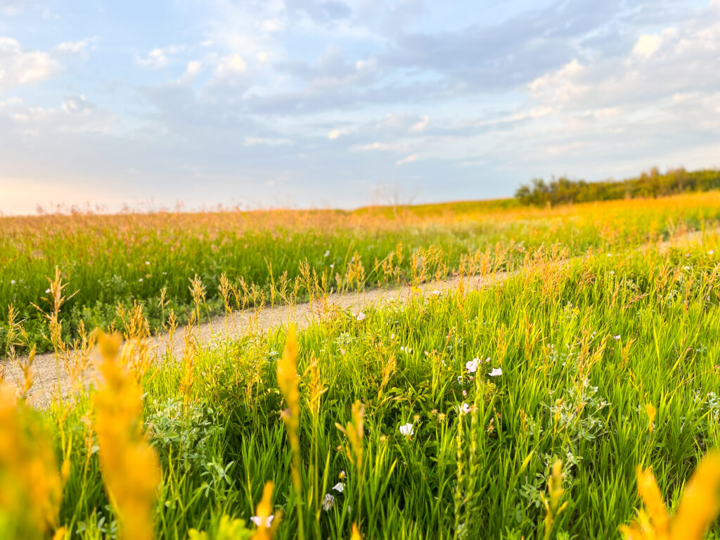 A beautiful field of Tallgrass prairies in Saskatoon - Travel with Clem